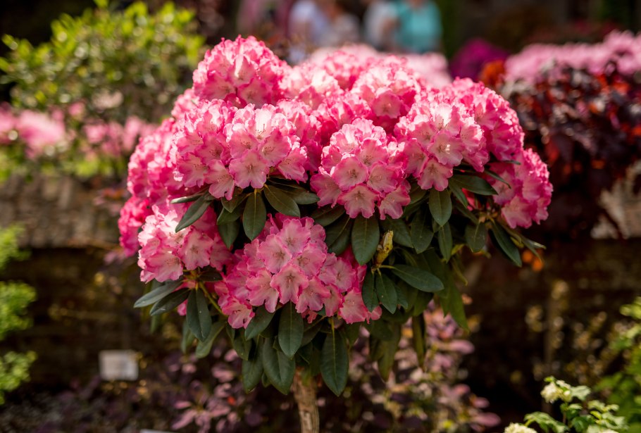 Рододендрон fantastica