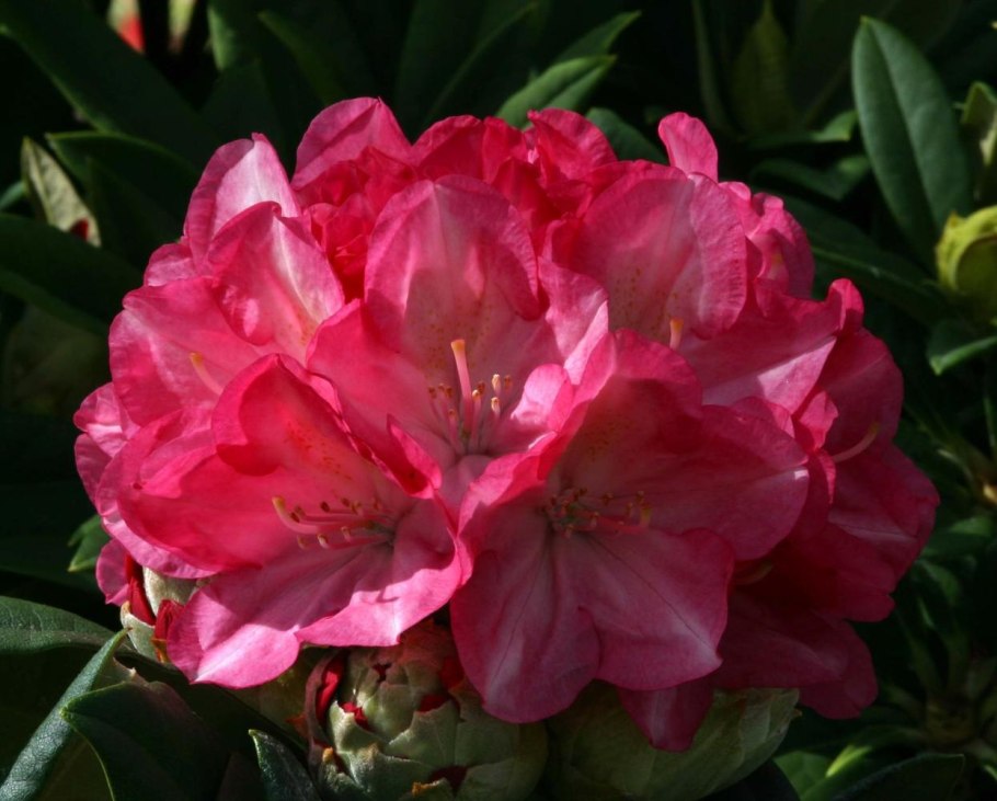 Рододендрон якушиманский fantastica