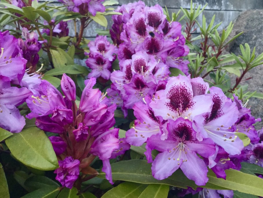 Рододендрон гибридный якушиманский