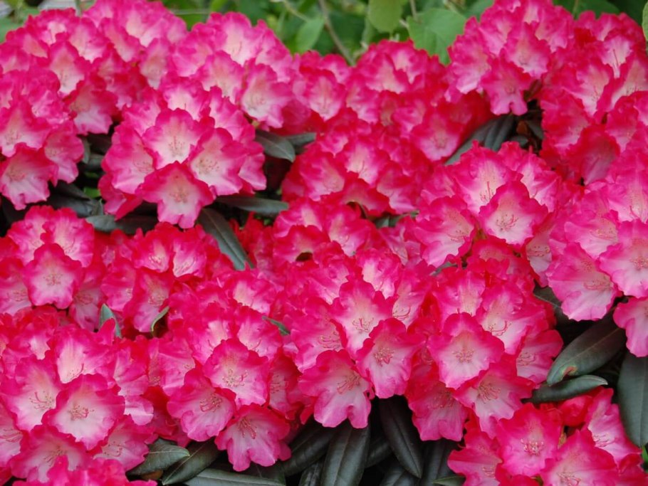 Рододендрон fantastica