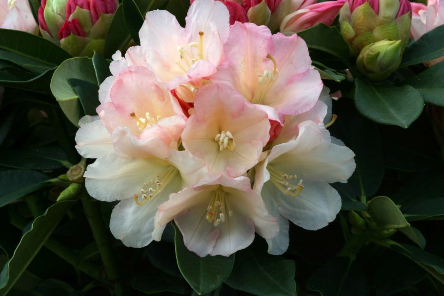 Рододендрон якушиманский Флава Лакблатт