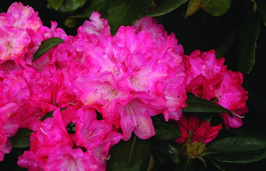 Рододендрон fantastica