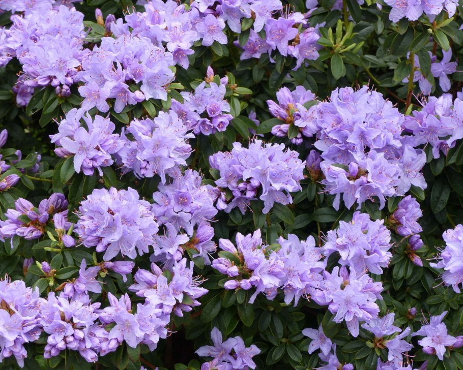 Рододендрон Polarnacht