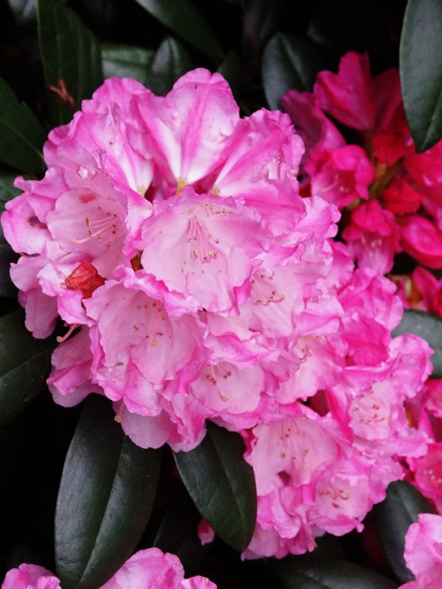 Рододендрон Pink
