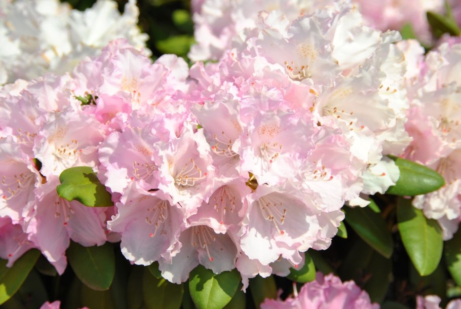 Рододендрон Смирнова (Rhododendron smirnowii)
