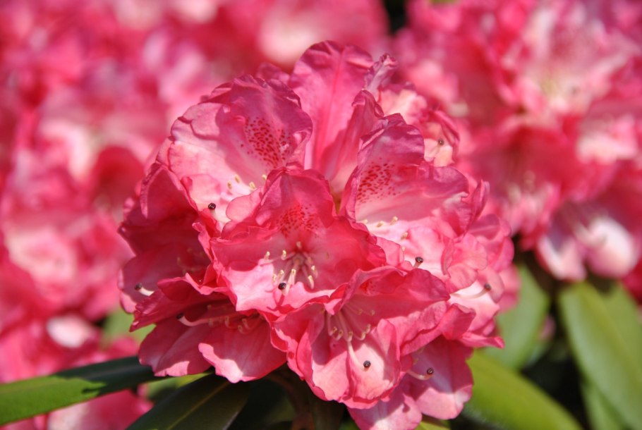 Рододендрон якушиманский