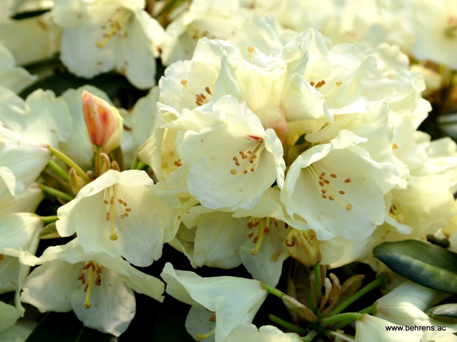 Рододендрон якушиманский Полярис