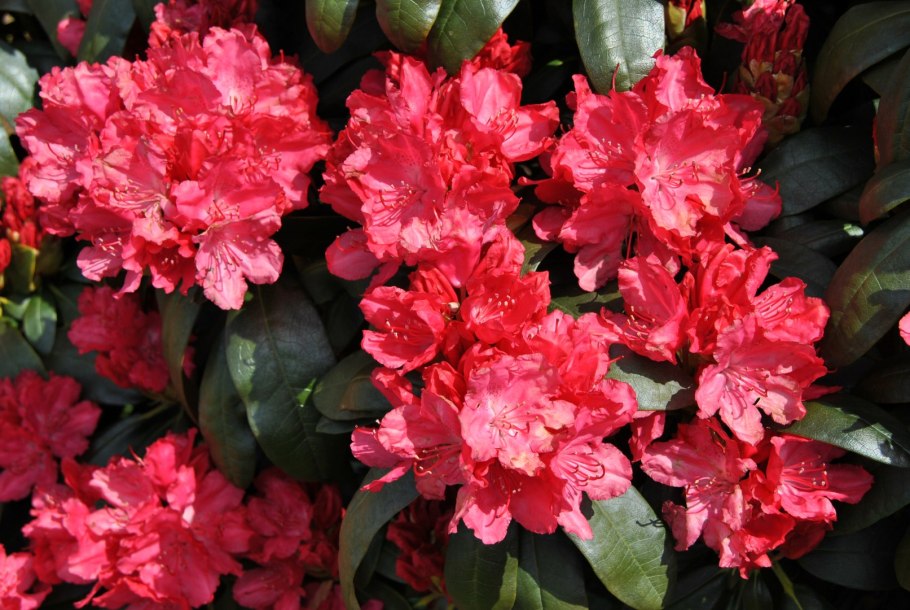 Рододендрон якушиманский астрид