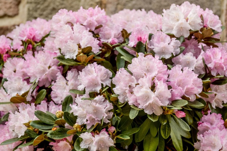 Рододендрон Мойерхайм