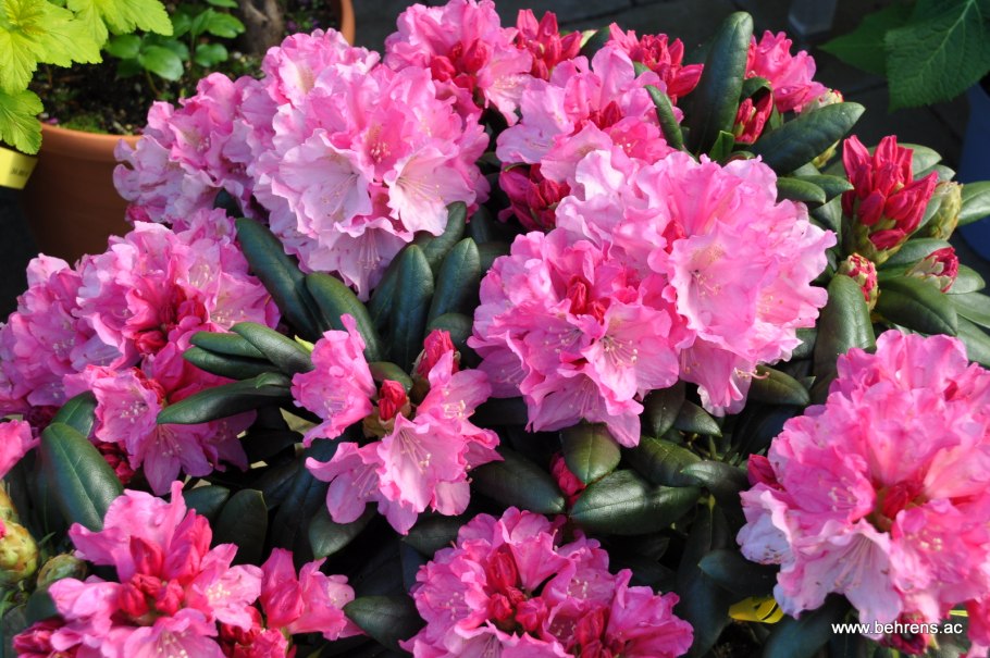 Рододендрон якушиманский