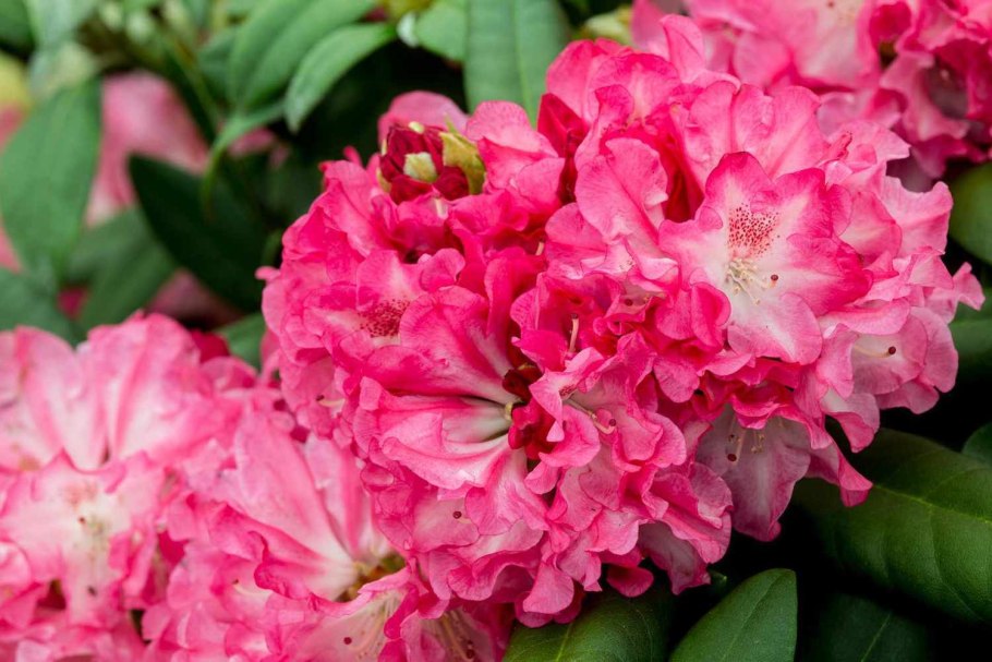 Рододендрон Silberwolke