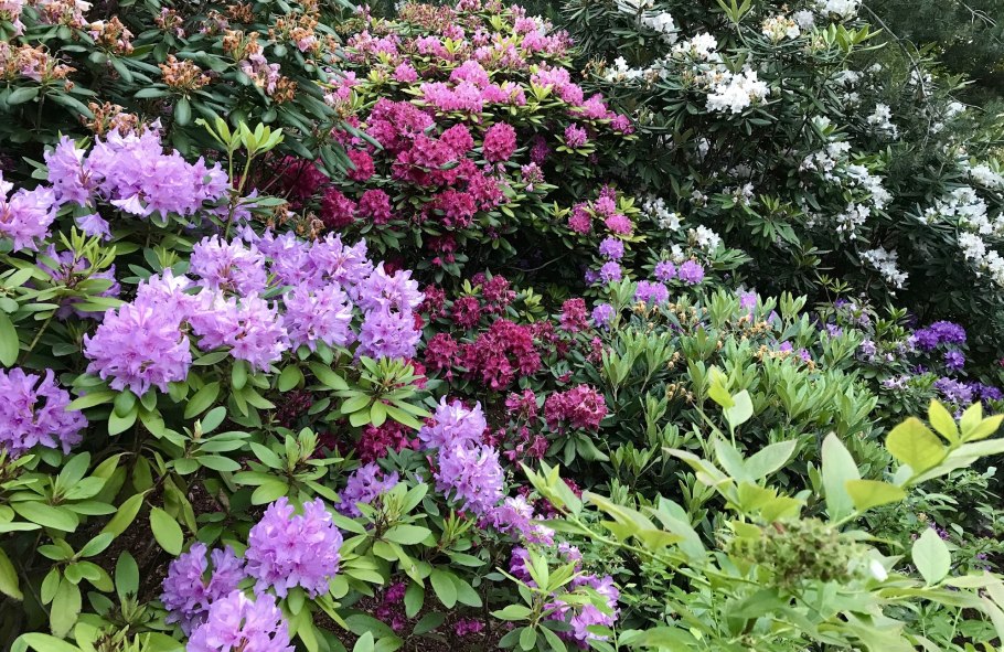 Рододендрон гибридный Пирс Американ Бьюти