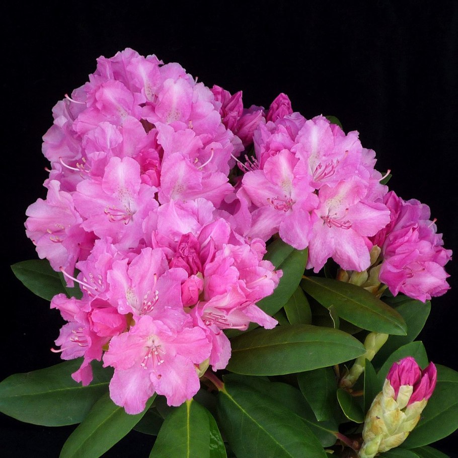 Рододендрон якушиманский Sneezy