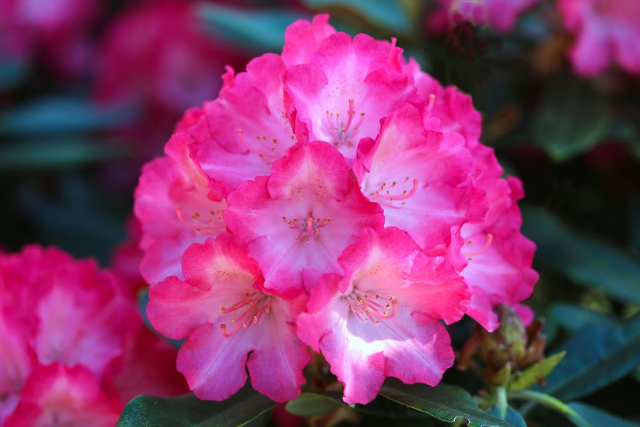 Азалия японская Шниперл