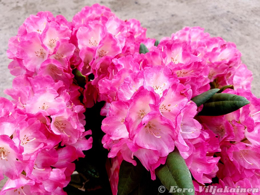 Рододендрон Haaga