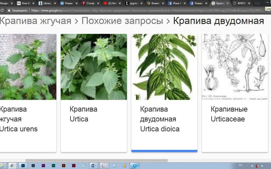 Крапива двудомная отличия