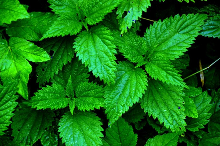 Крапива двудомная (Urtica dioica)