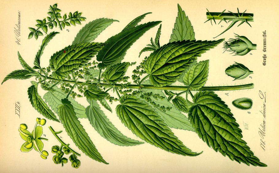 Крапива двудомная (Urtica dioica l.)