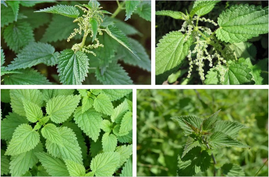 Крапива двудомная (Urtica dioica)