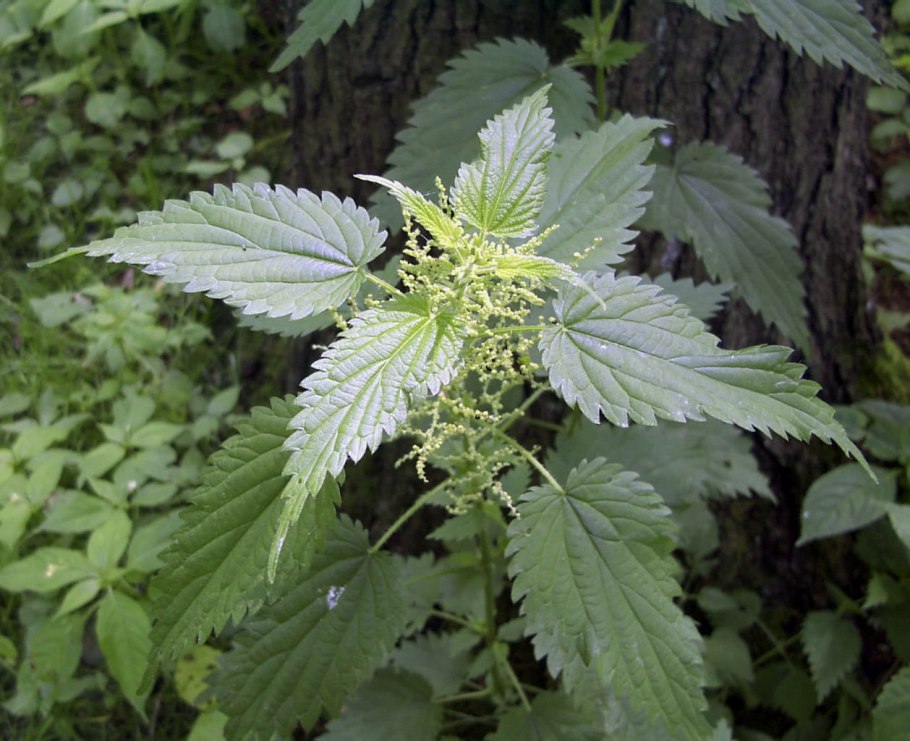 Крапива двудомная (Urtica dioica l.)