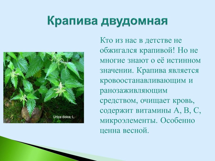 Крапива двудомная