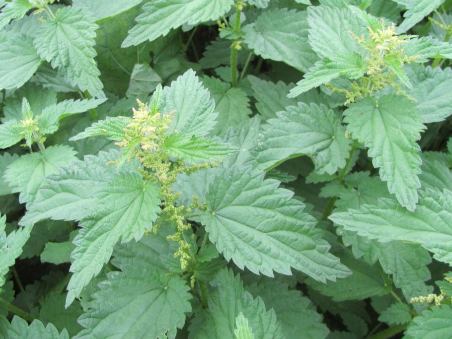 Крапива двудомная (Urtica dioica)