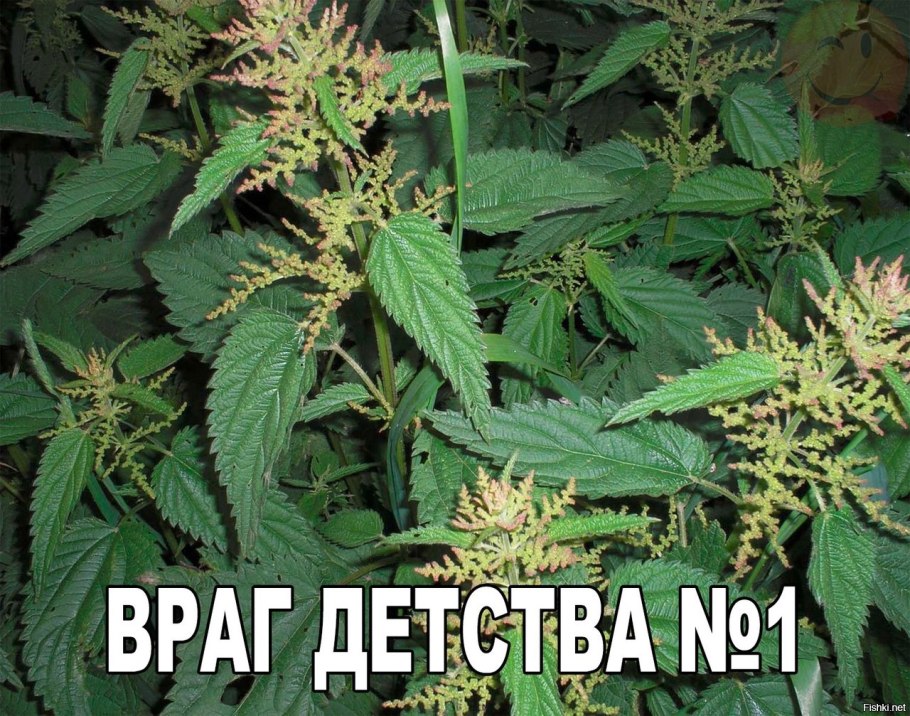 Крапива жгучая