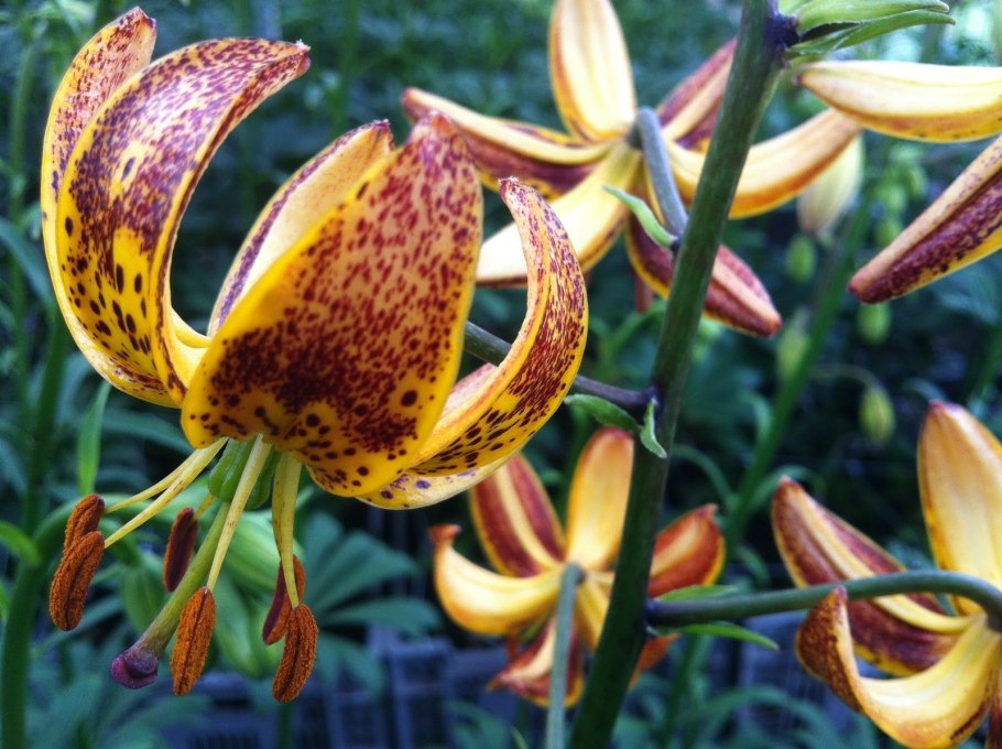 Лилия мартагон Голден морнинг