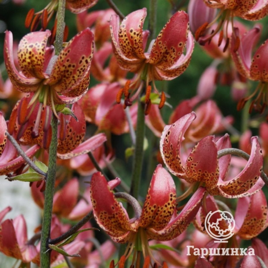 Лилия Пинк Роуз