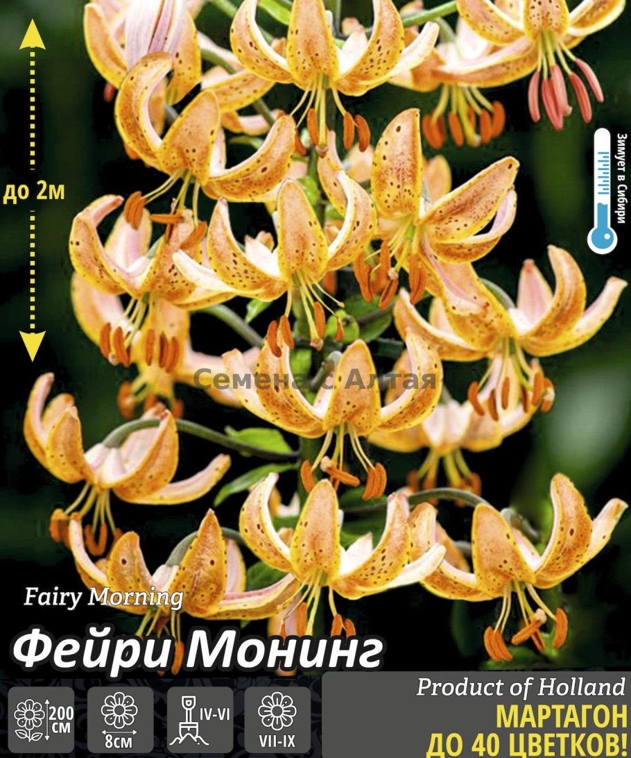 Лилия мартагон Манитоба морнинг