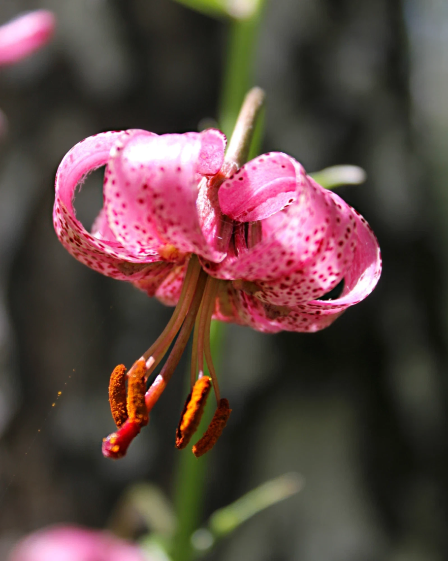 Лилия мартагон белая