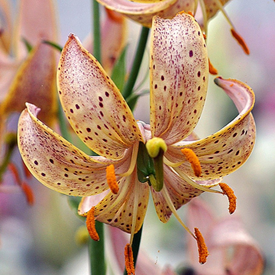 Лилия Пинк морнинг