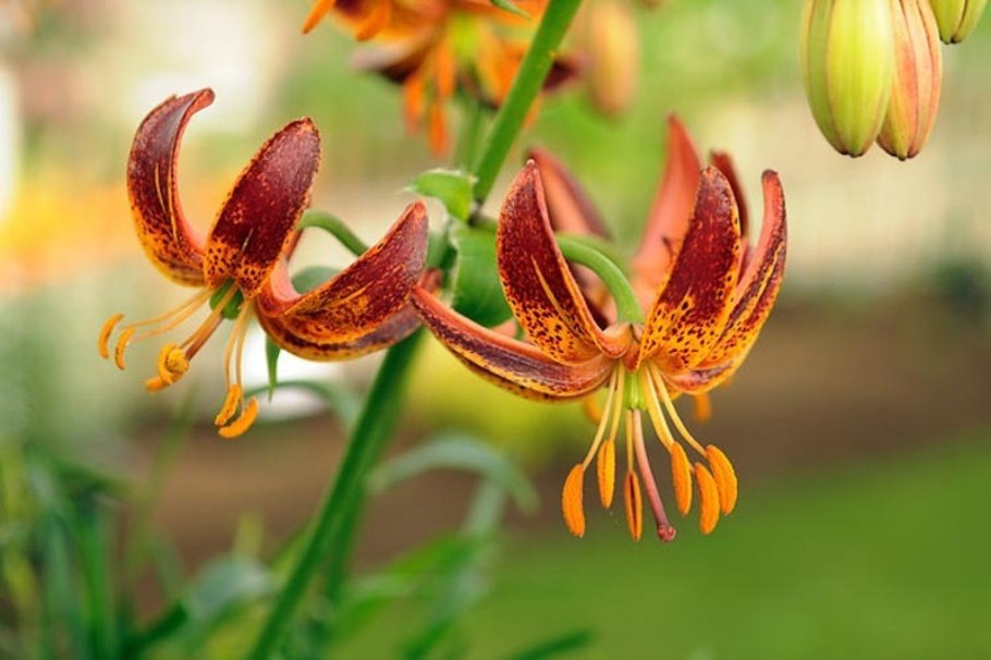 Һарына растение