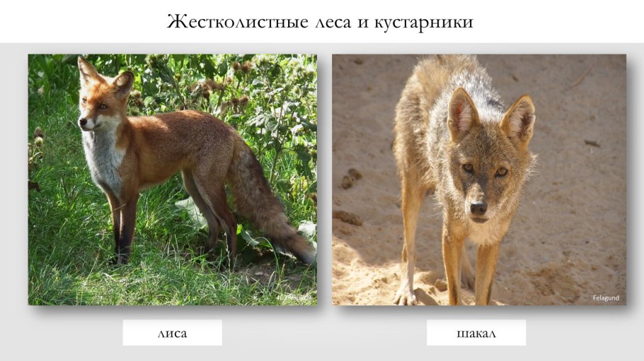 Вечнозеленые леса и кустарники животные