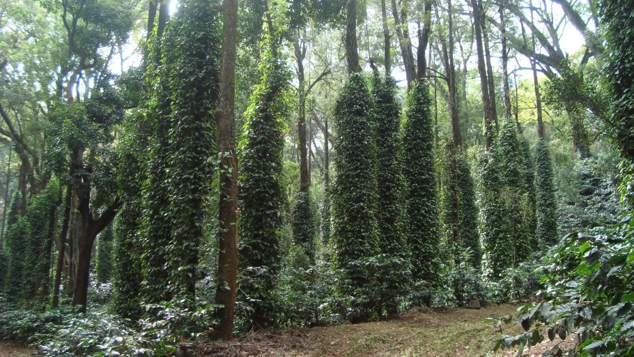 Гарига Средиземноморья