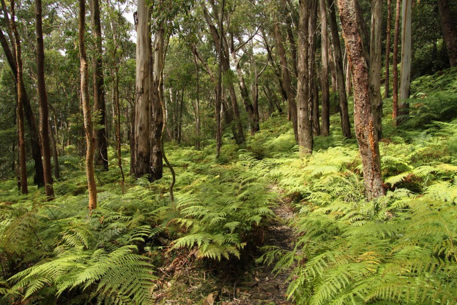 Жестколистные вечнозеленые леса Австралии