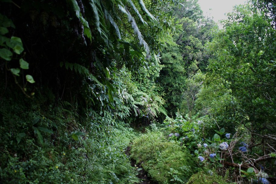 Кустарники Средиземноморья