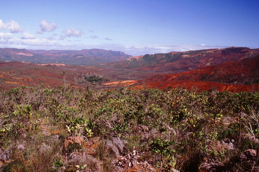Жестколистные леса Австралии