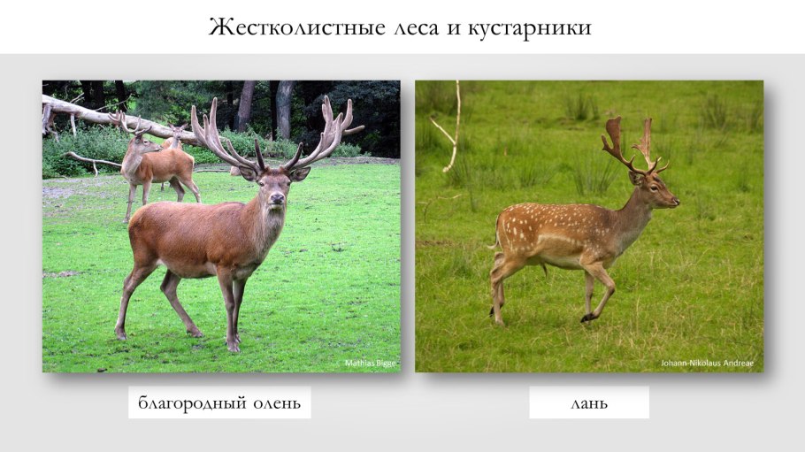 Животный мир жестколистных лесов