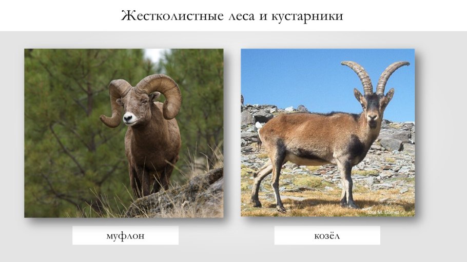 Животные жестколистных лесов