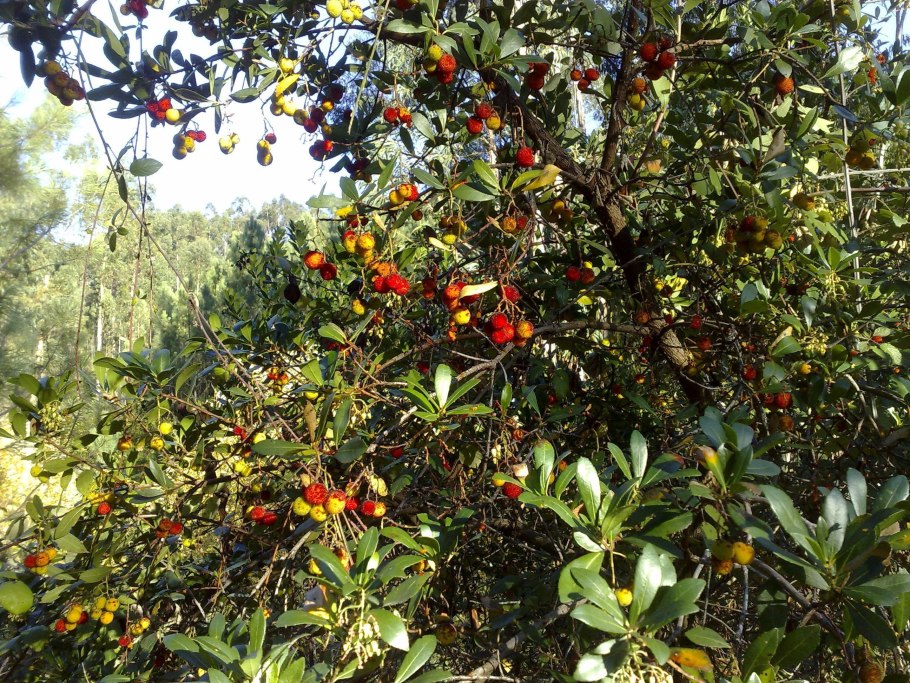 Жестколистные леса Австралии