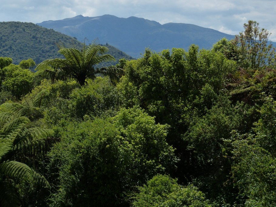 Дождевые леса Борнео