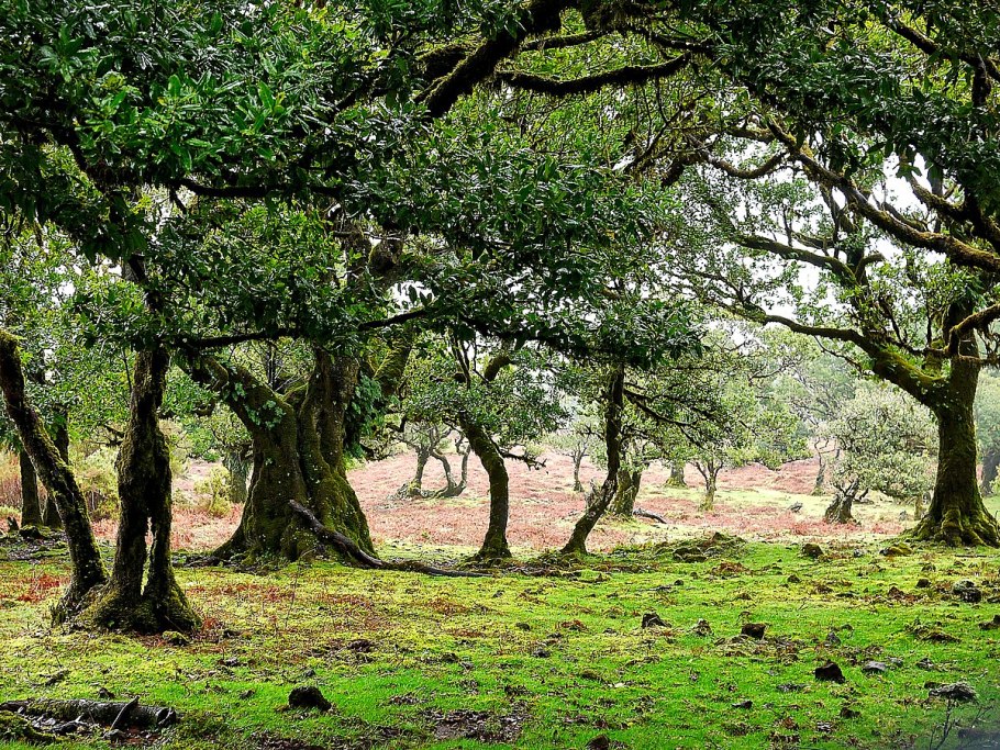 Ксерофитные кустарники Алжира в игра