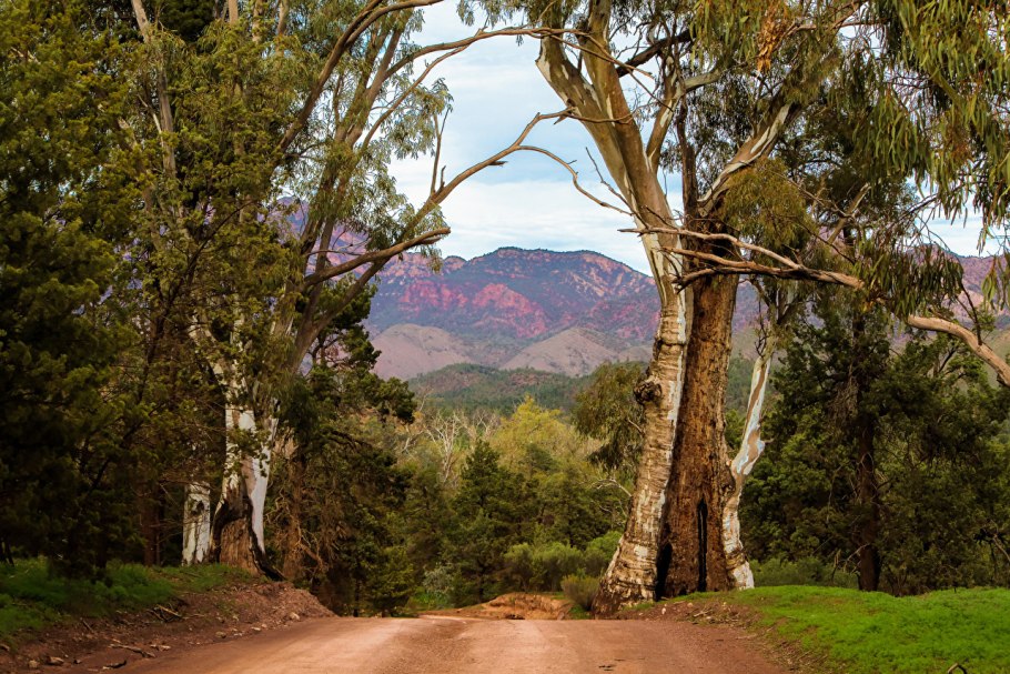 Средиземноморские вечнозеленые жестколистные леса