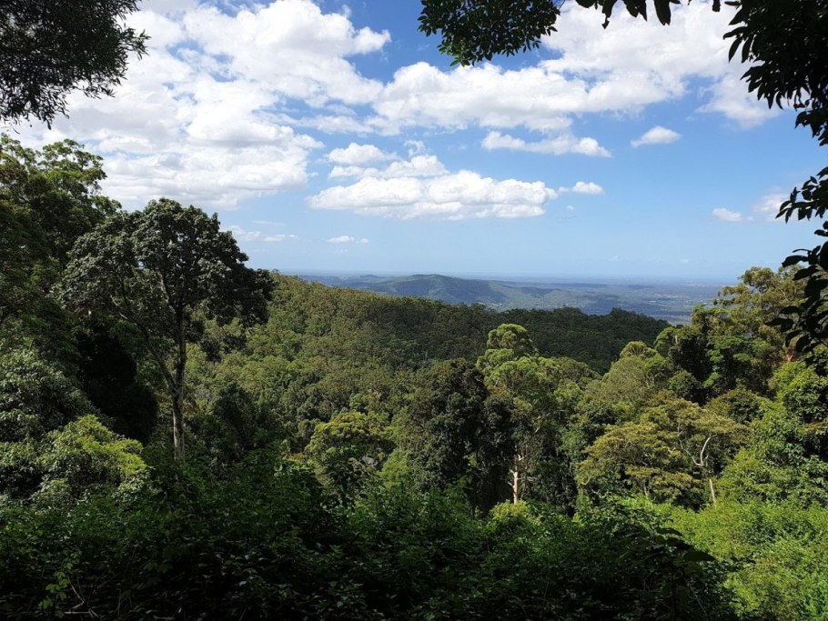 Жестколиственные леса Австралии