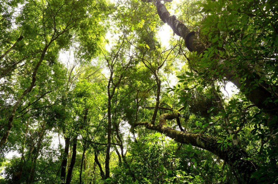 Земляничник крупноплодный Крым