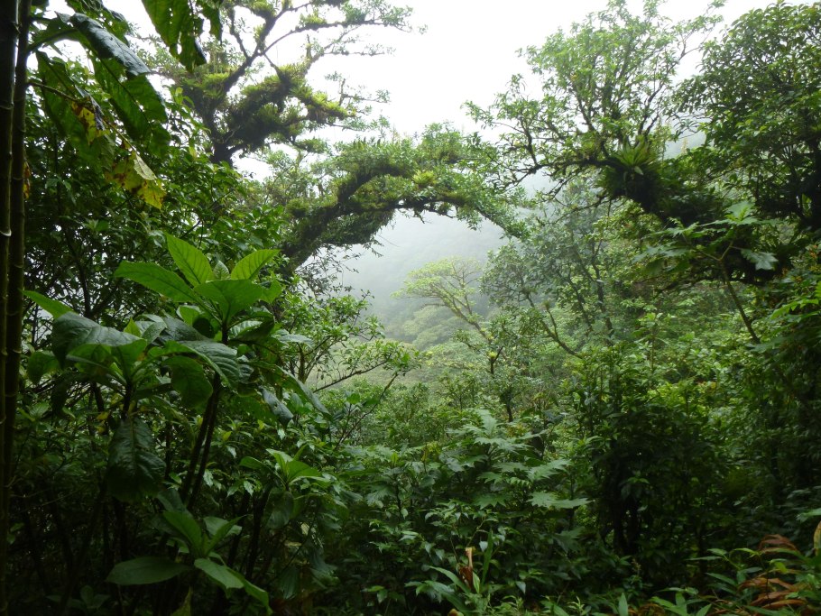 Фаналока (Fossa),