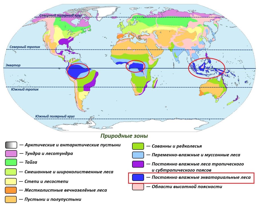 Эвкалиптовые леса Австралии