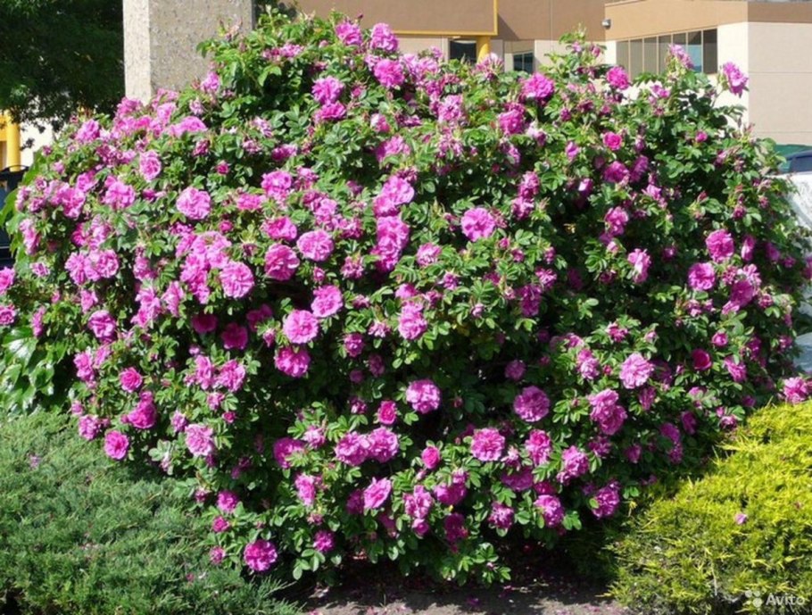 Роза морщинистая Rosa rugosa