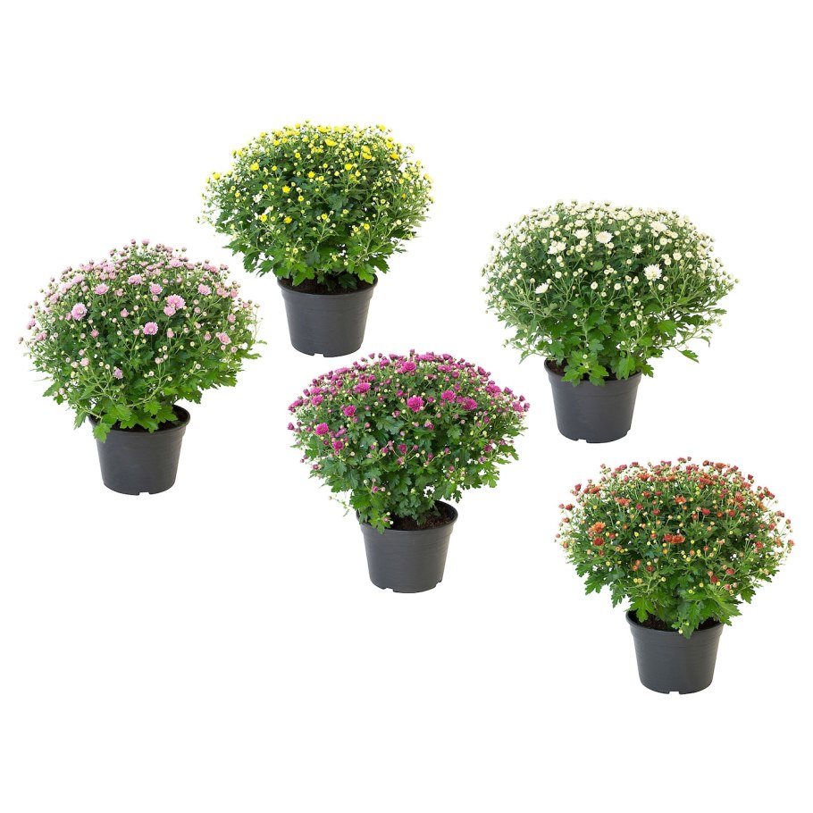 Суккулент микс d5.5 h15